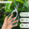 Kéo tỉa bầu, kéo tỉa dăm bonsai cao cấp đa năng mũi vừa thép trắng không gỉ 19.5cm KTD-05
