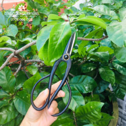 Kéo tỉa