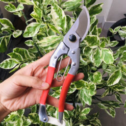 Kéo cắt cành thép đúc Mingzuan tay bọc nilon chống trượt 210mm KCC-13-3