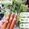 Combo 03 mũi đục bonsai chuyên dụng hàng thủ công Việt Nam DUC-011.2.3