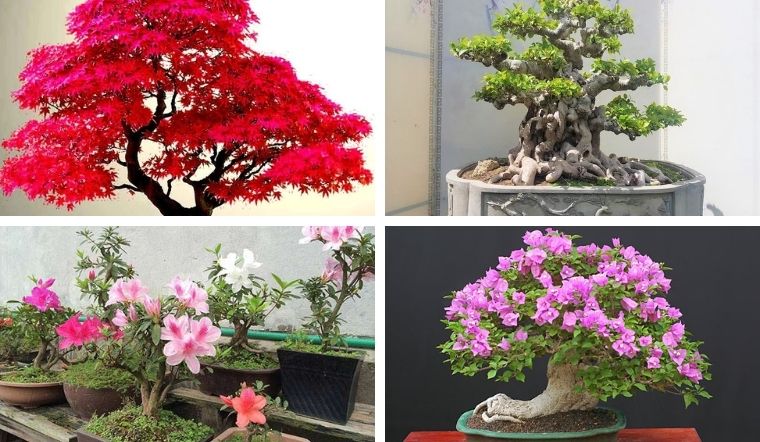 chọn cây phù hợp để tạo dáng bonsai