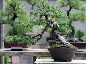 kỹ thuật tạo dáng bonsai cơ bản