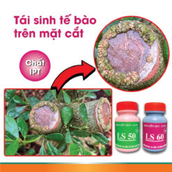 Keo liền sẹo cho cây, keo liền da cây bảo vệ mặt cắt ghép LS 50 (chai 100gr) CGC-02.50.100-4