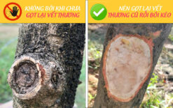 Keo liền sẹo cho cây, keo liền da cây bảo vệ mặt cắt ghép LS 50 (chai 100gr) CGC-02.50.100-5