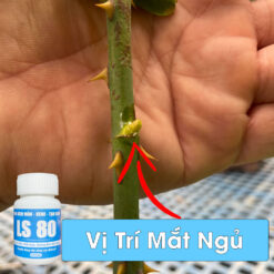 Keo siêu kích mầm, tạo chồi LS 80 cho mai vàng và các dòng cây thân gỗ (chai 30gr) CGC-02.80.30-3