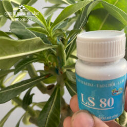 Keo siêu kích mầm, tạo chồi LS 80 cho mai vàng và các dòng cây thân gỗ (chai 30gr) CGC-02.80.30-6