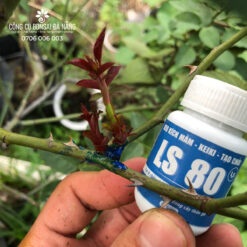 Keo siêu kích mầm, tạo chồi LS 80 cho mai vàng và các dòng cây thân gỗ (chai 30gr) CGC-02.80.30-7
