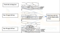 Keo tạo xù LS 70 CGC-02.70.100-3