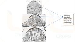 Keo tạo xù LS 70 CGC-02.70.100-4