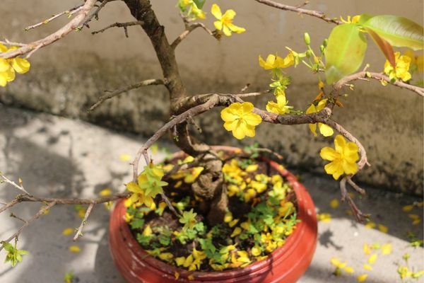 Cây mai sau Tết cần được cắt tỉa, xả tàn hợp lý